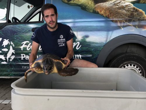 (Español) La Fundació Baleària facilitó el traslado de 173 tortugas en 2021 en el marco de su acuerdo con la Fundació Palma Aquarium