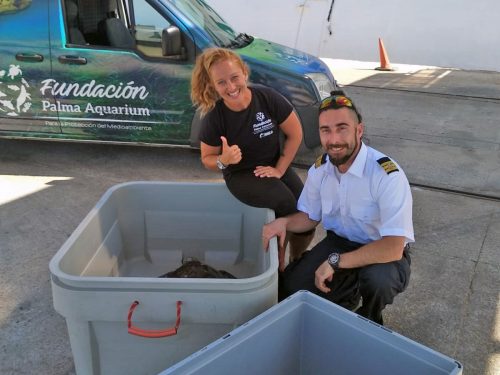 Baleària ha transportado 15 tortugas heridas en dos años para su recuperación en el Palma Aquarium